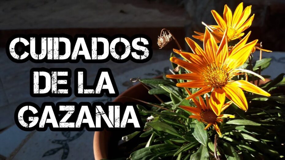 Consejos para tener Gazanias sanas: Descubre los diferentes tipos