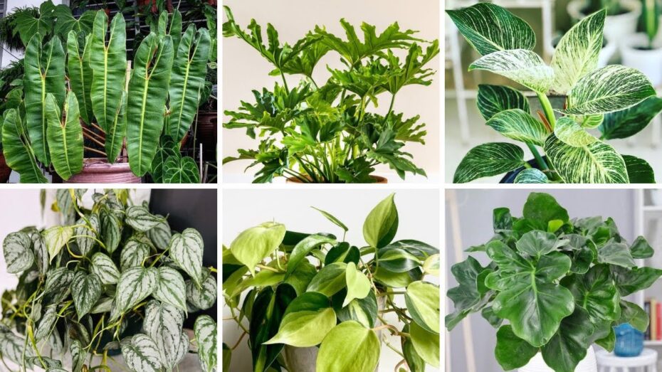 Philodendron: Conoce los diferentes tipos de esta planta popular en la botánica