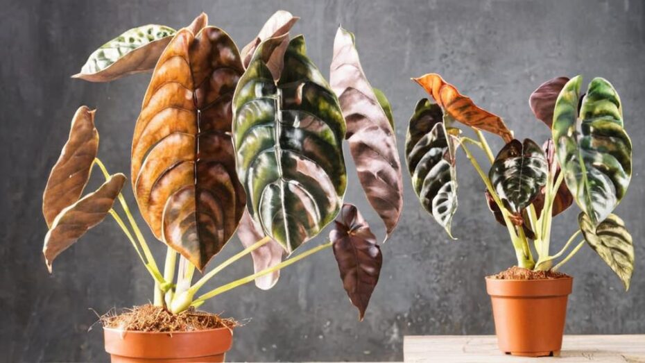 Todo sobre la Alocasia cuprea