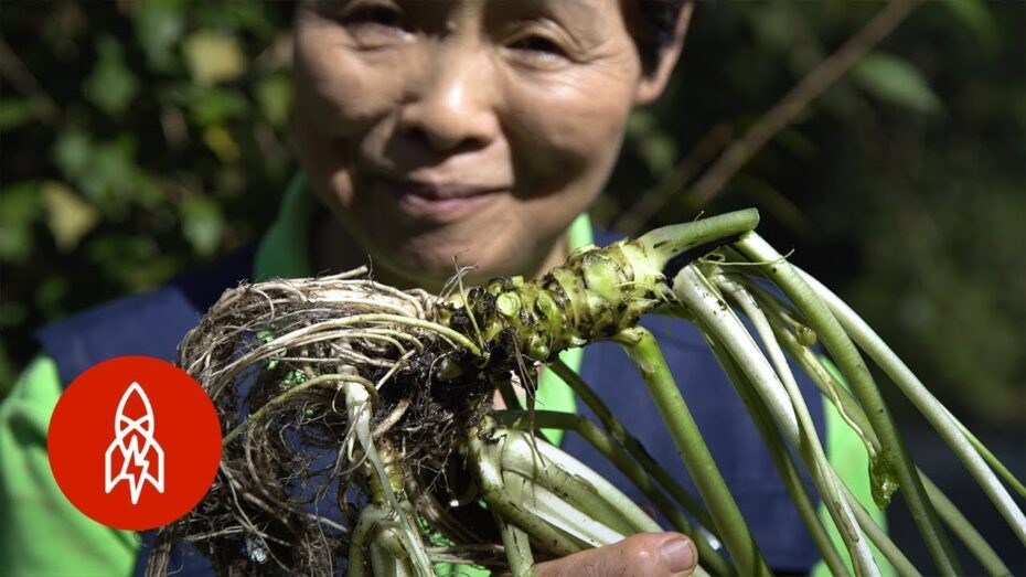 Wasabi: Descubre todo sobre esta fascinante planta y sus propiedades