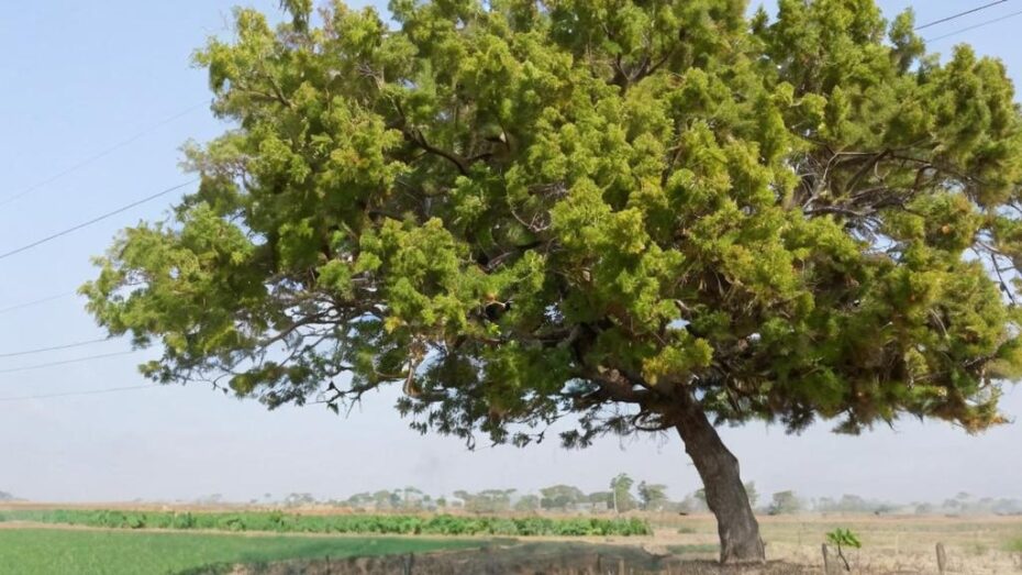 Todos los usos de la planta de Neem que seguro que desconoces