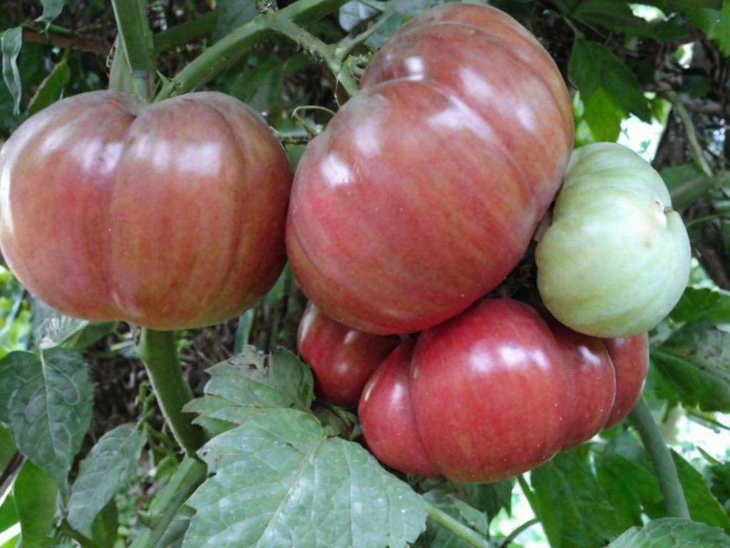 Tomates Tres cantos: características y cuidados para cultivarlos