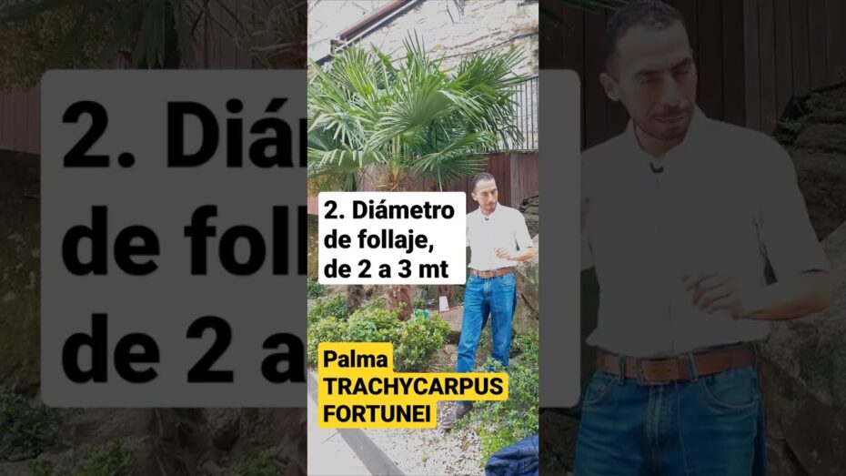 Cuidados de Trachycarpus fortunei: todo lo que necesitas saber sobre esta planta
