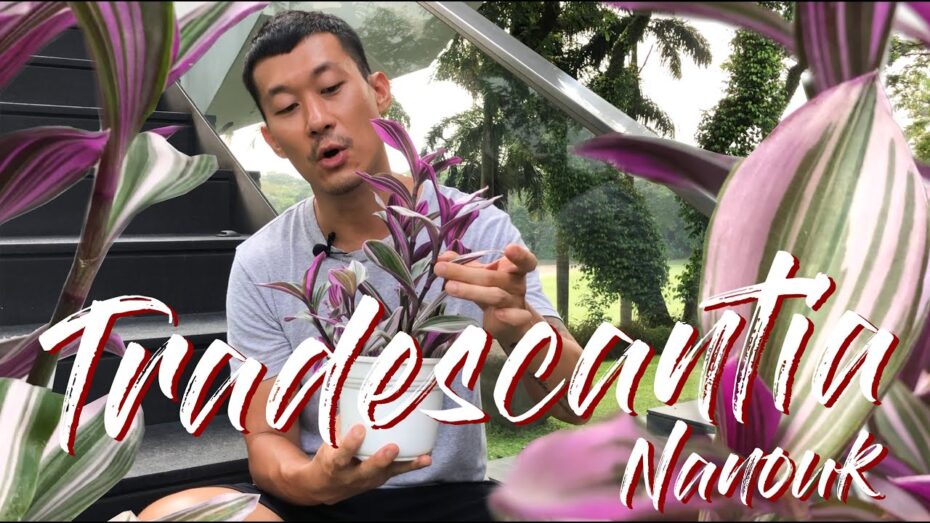 Tradescantia nanouk: Descubre la planta de interior perfecta para tu hogar