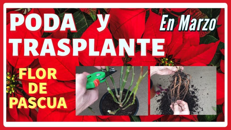 Trasplante de flor de Pascua: guía completa para cuidar y cultivar esta hermosa planta