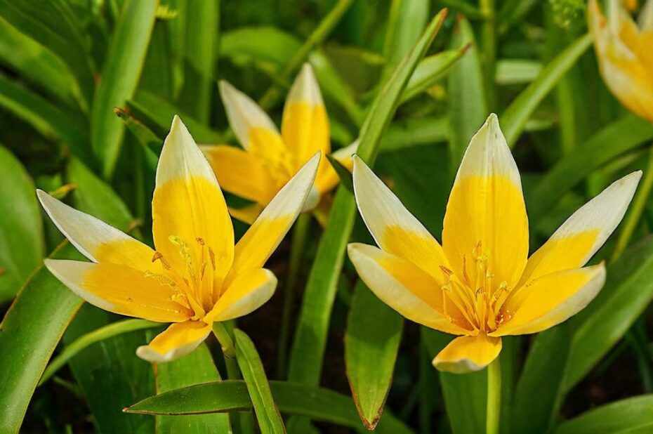 Tulipán Tarda, una preciosa flor amarilla y blanca