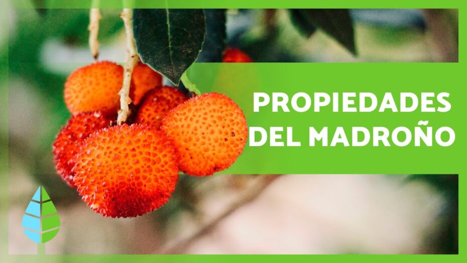 Usos de la fruta del madroño: descubre todas sus propiedades y beneficios