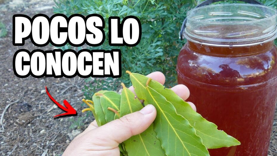 Laurel: Usos como insecticida y sus beneficios para el control de plagas