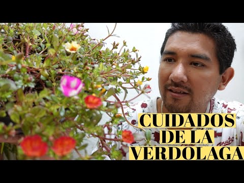 Cuidados de la verdolaga: Guía completa para el cultivo y mantenimiento