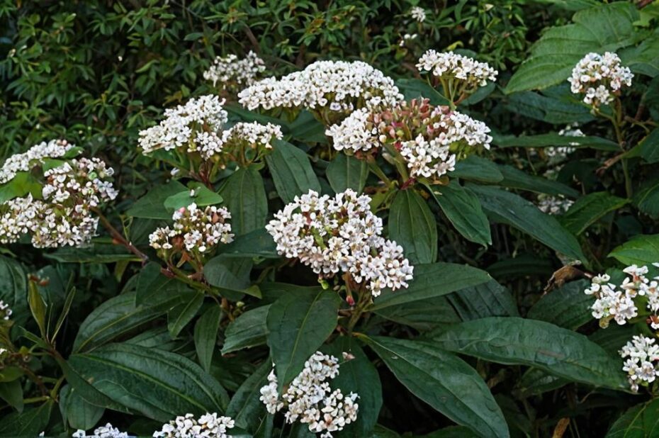 Viburnum davidii