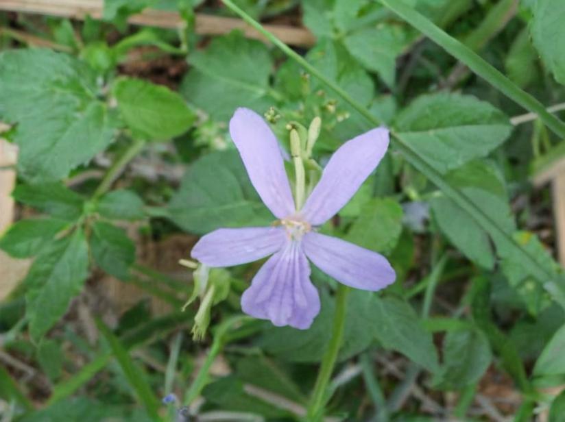 Violeta de los Pirineos (Viola cornuta)