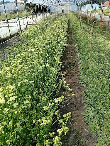 A Casa das Flores - Catoira