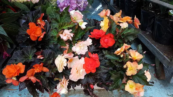Floristería ArcoIris