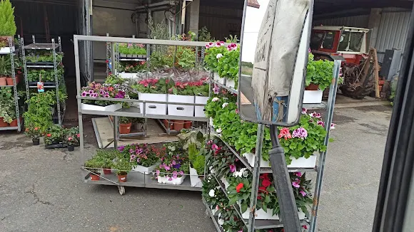 Vivero Valdoviño (Lugar de Caneiro) - Floristería en Valdovino