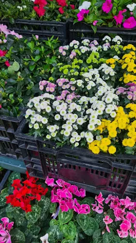Floristas Carmiña