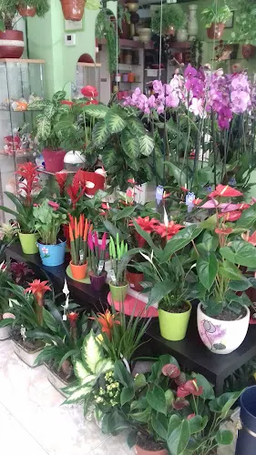 Floristeria Rubeflor