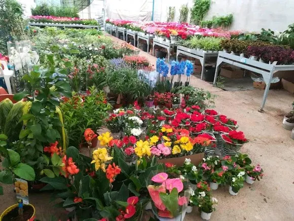 Viveros y Floristería Martinez - Villalgordo del Jucar