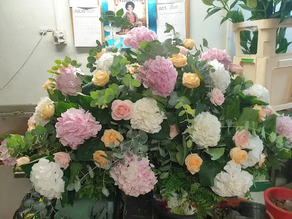 Molina Floristas - Albacete