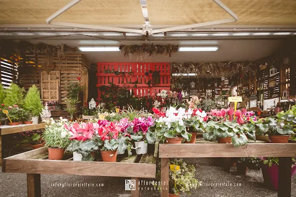 TOMAJARDIN FLORISTAS - Alicante/Alacant