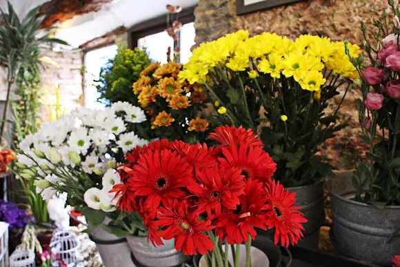 Mandrágora - Floristería en Pego