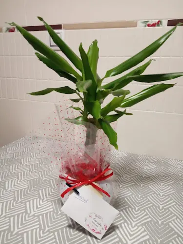 A Tu Aire Floristería - Alicante