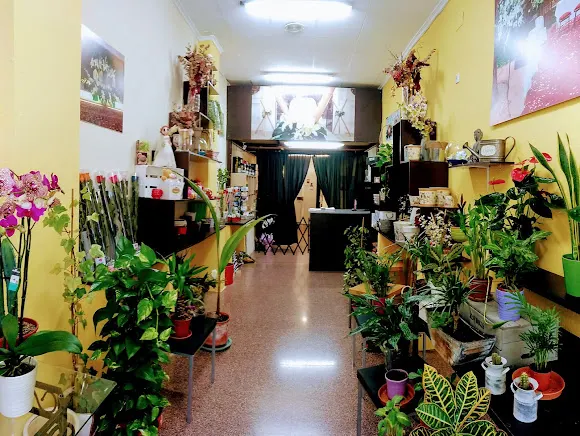 Floristería Bambú - Alicante/Alacant