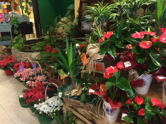 Anna Mas Florista