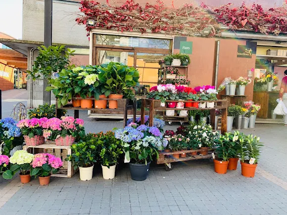 Floristeria Blooms