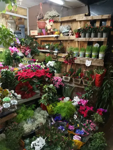 Floristeria Deltaquari