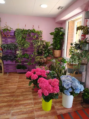 Floristería Coronado - Floristería en Santa Coloma de Gramenet