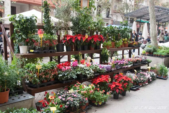 Floristeria Soriano