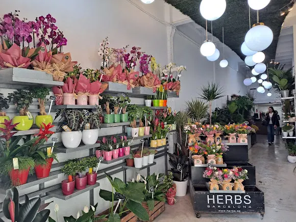 FLORISTERIA HERBS BALMES