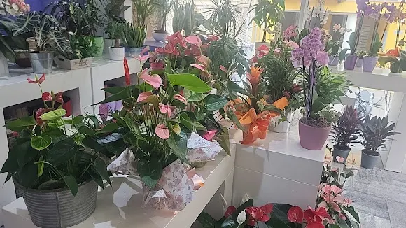 Flors Montse SL - Palamós