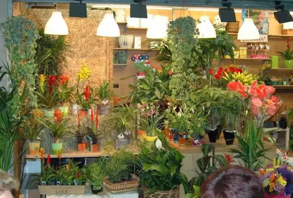 Floristeria Cari - Floristería en Hospitalet de Llobregat (L)