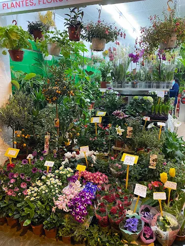 Floristeria Rehoboth. 利河伯花艺店
