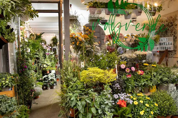 voyverde plantas flores