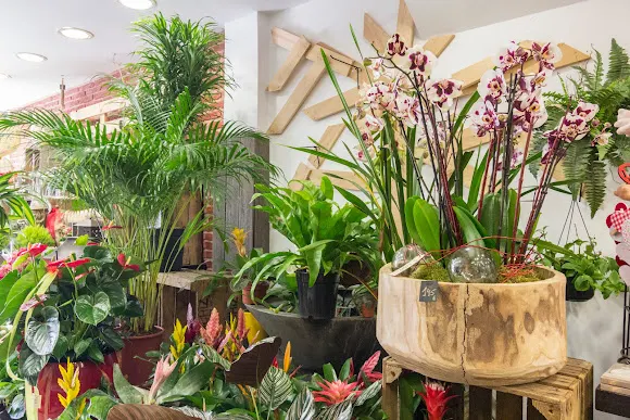 Flors La Selva- flors i plantes