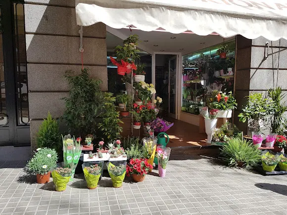 Flores y Plantas Mariona