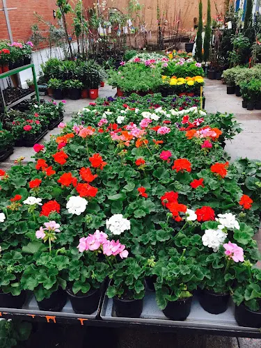 FLORES Y PLANTAS VALLERUELA