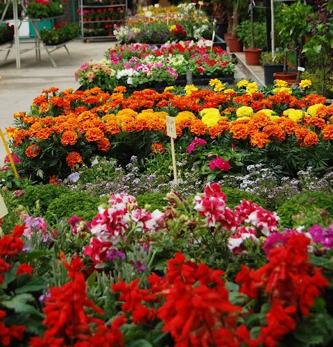 Flores Losan - Collado Villalba