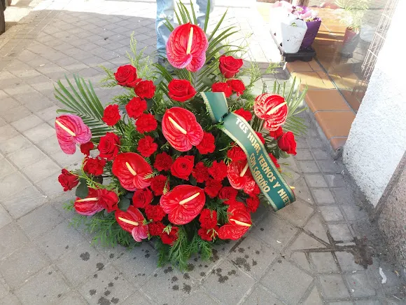 florestanatorio.com