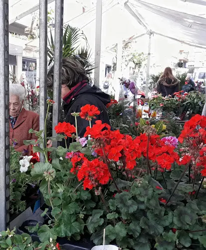 Flores Y Plantas Montse