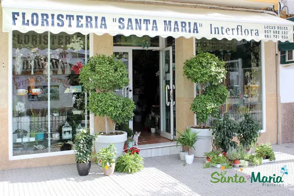 Floristería Santa María Interflora - La Rambla
