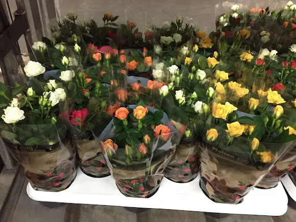 Flores y Plantas Jurado, Vivero en Cabra - Cabra