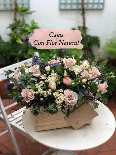 Floristería Cordoba | PINSAPO