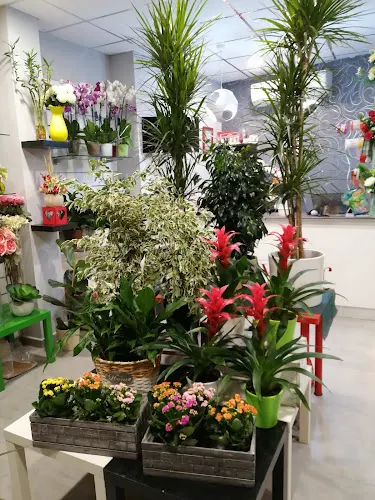 Innovaflor - Floristería en Iniesta