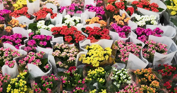 Blom Market - Floristería mayorista en Cádiz