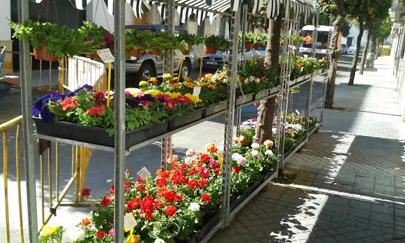 Flores Y Plantas Loli