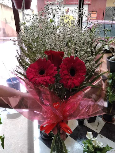Campanoni Plantas y flores - Alfacar