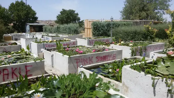 Vivero "Los Nenúfares"